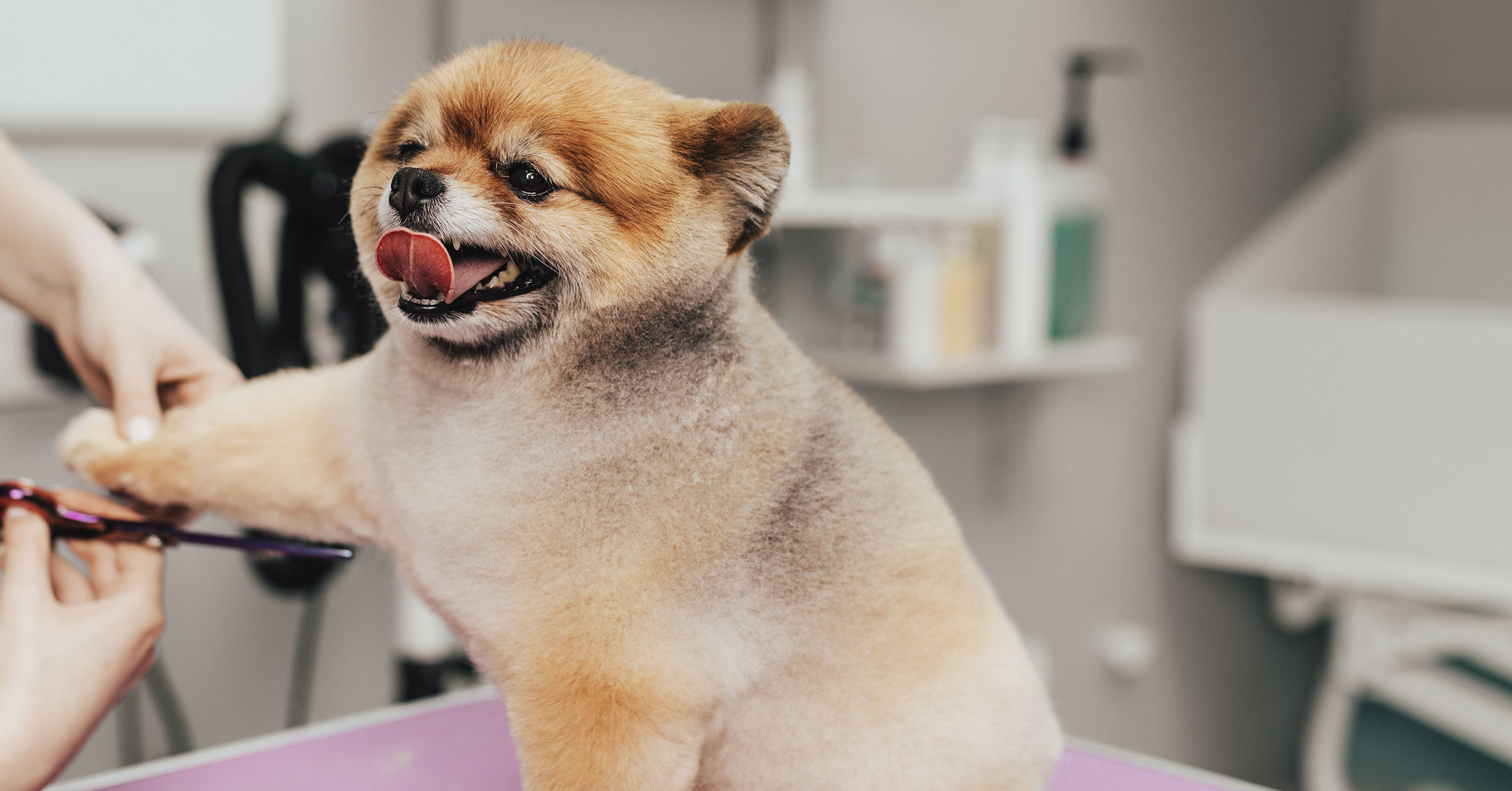 Tasker performing a Pet Care job.